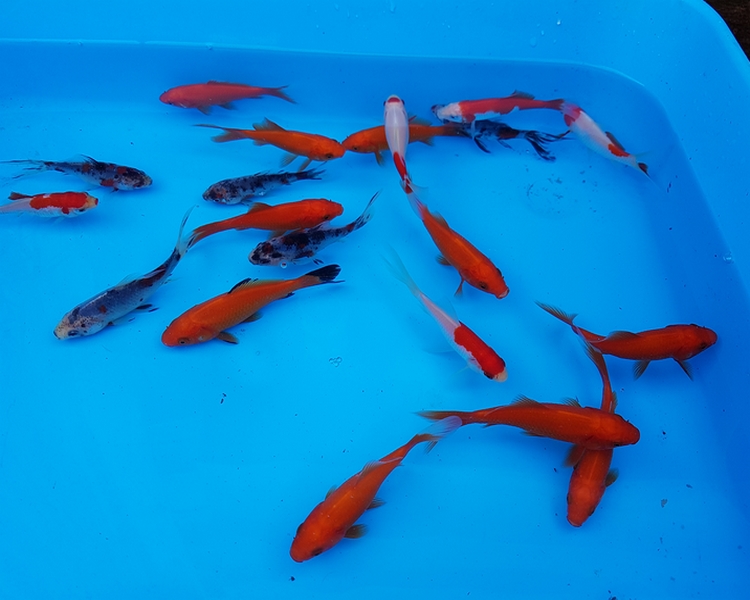 goldfish variety pond selection pack the carp co