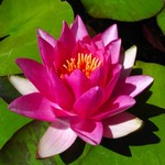 Water Lilies Water Lilies