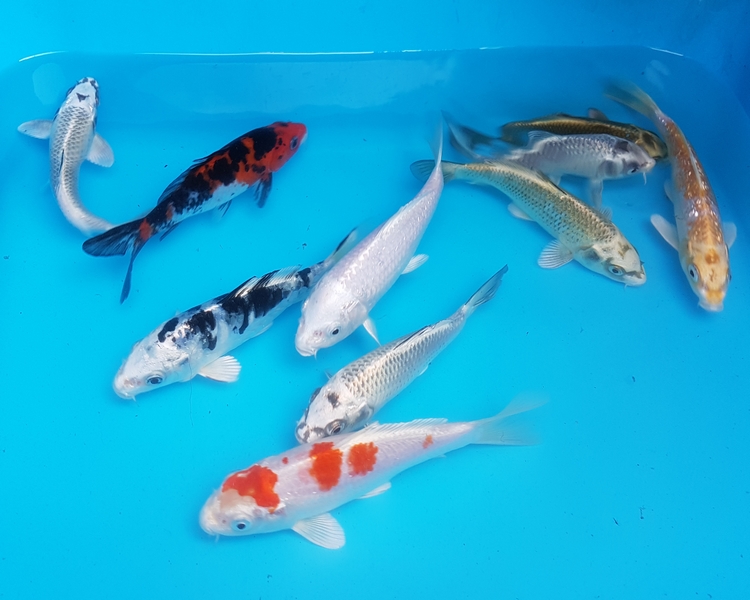 koi carp and ghost