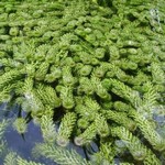 Oxygenating Plants Oxygenating Plants