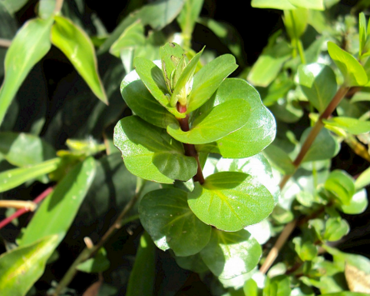 Rotala Rotundifolia - Toothcup - Oxygenating