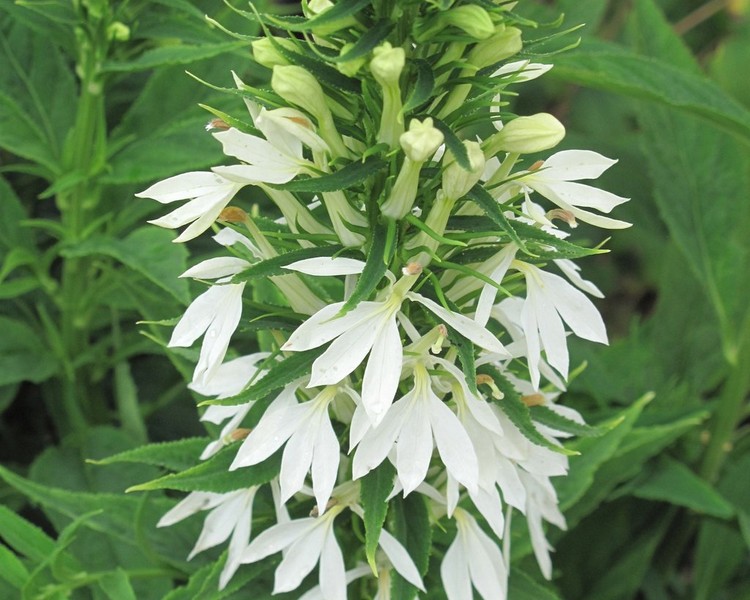 Lobelia Siphilitica White Cardinal