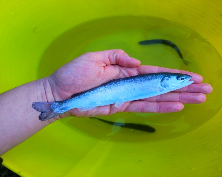 6-8" (15-18cm) Somerset Blue Trout