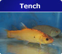 Tench Tench