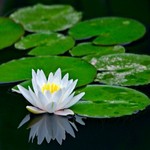 Deep Water Plants Deep Water Plants