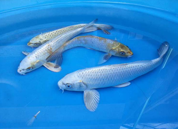 buying pond fish online
