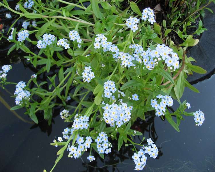 Myosotis Palustris Water